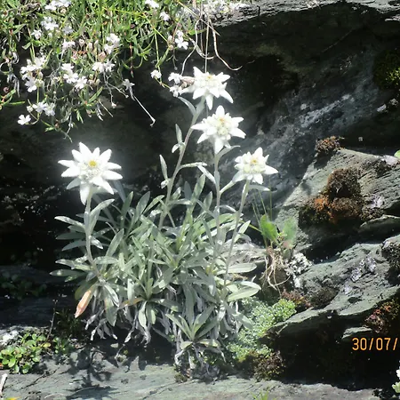 Schloss Saalhof Hotel Maishofen
