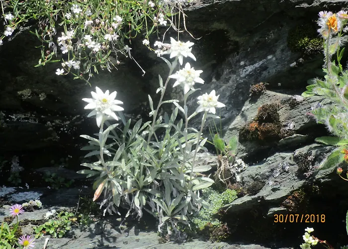 Schloss Saalhof Hotel Maishofen